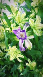Close-up of purple flowers