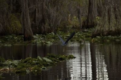 Scenic view of lake in forest