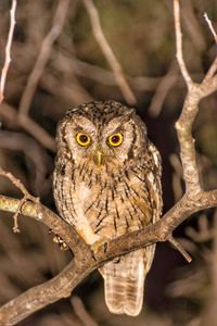 Close-up of owl perching on branch