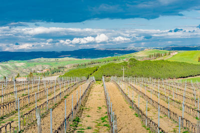 Scenic view of vineyard and sea against sky