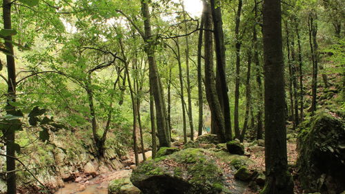 Scenic view of forest