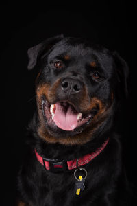 Close-up portrait of a dog