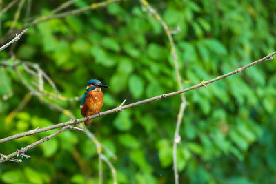 Bird perching on a branch