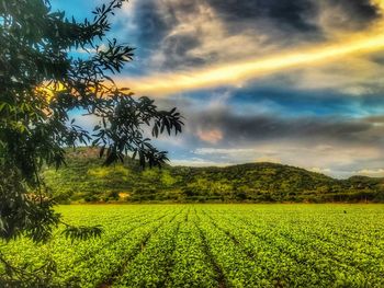 Scenic view of agricultural field against sky