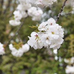 Close-up of white flowers blooming on tree