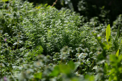 Close-up of plants growing on field