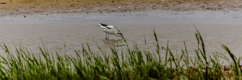 Bird perching on grass in lake
