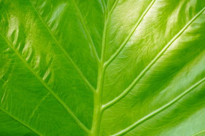 Full frame shot of green leaf