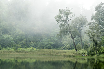 Trees by lake in forest