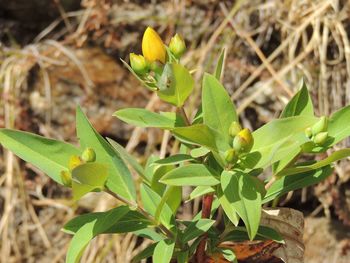 Close-up of green leaves on plant