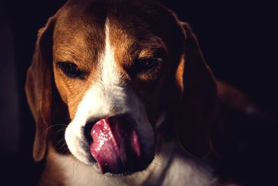 Close-up portrait of dog