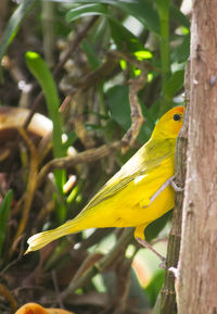 Close-up of bird on leaf