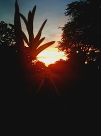 Close-up of silhouette trees against sky during sunset