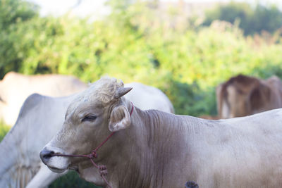 Close-up of cow standing on field