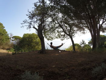 Bird on tree against sky