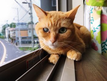Portrait of ginger cat at home