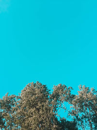 Low angle view of trees against blue sky