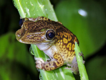 Close-up of frog on plant