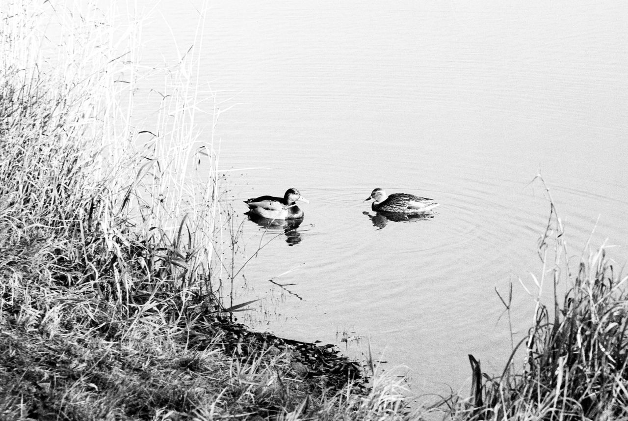 animal themes, water, bird, animals in the wild, wildlife, nature, grass, lake, swimming, reflection, duck, high angle view, plant, tranquility, one animal, day, outdoors, beauty in nature, no people