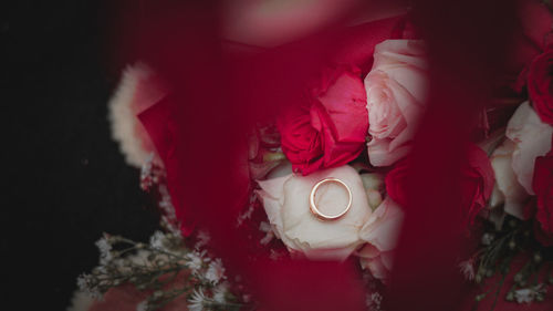 Close-up of ring on rose