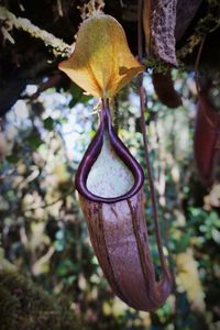 Close-up of leaf hanging on tree