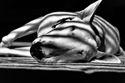 Close-up of dog lying down