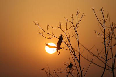 Silhouette bird on branch against orange sky
