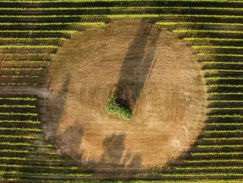 High angle view of corn field