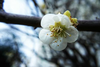 Close-up of white flowers blooming outdoors