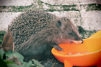 Close-up of l hedgehog eating food