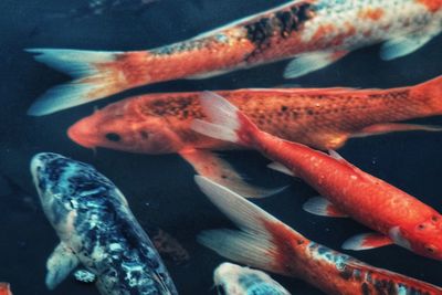 Close-up of fish swimming in sea