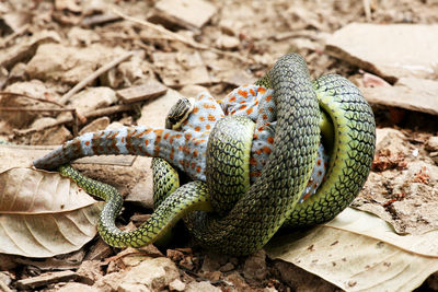 High angle view of snake hunting animal on land