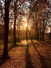 Sunlight streaming through trees in park during autumn