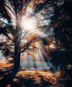 tree