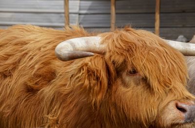 Close-up of a cow