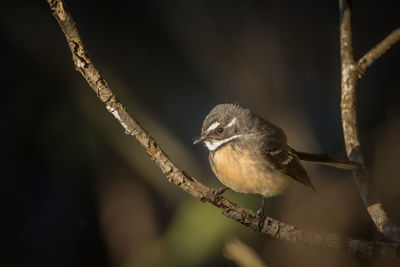Close-up of bird perching on branch