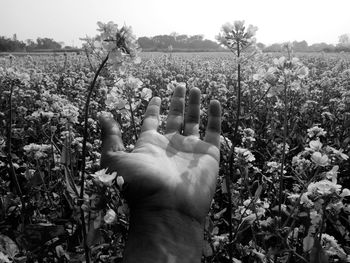 Cropped hand of man amidst flower on field