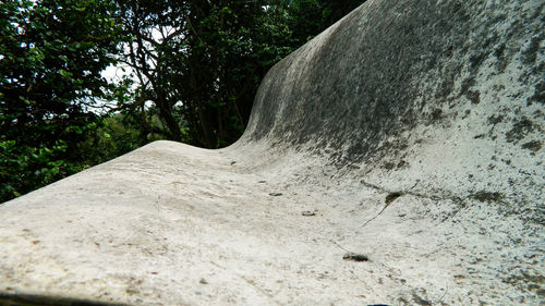 Close-up of tree