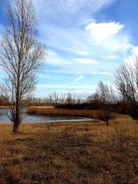 Bare tree on field by lake against sky