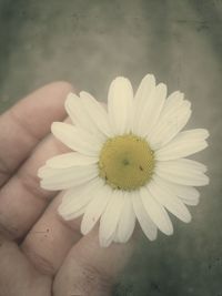 Close-up of hand holding yellow flower