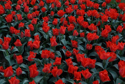 Full frame shot of red tulips on field