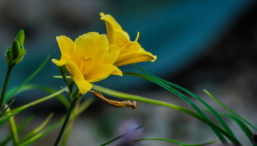 Close-up of yellow flowering plant