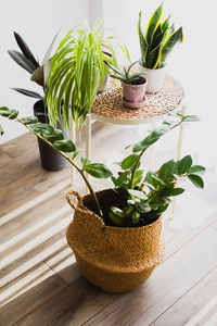 Close-up of potted plant on table at home