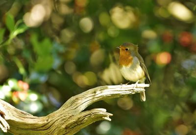 Close-up of bird perching on branch