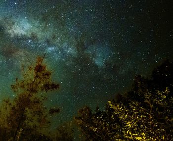 Low angle view of trees against sky at night