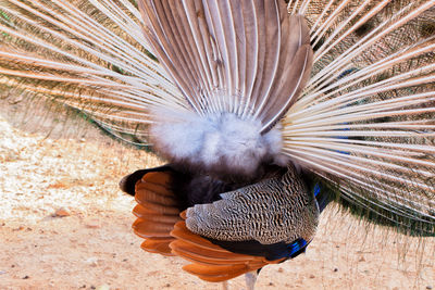 Peafowl, a.k.a., peacock, back view.