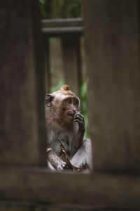 Close-up of monkey sitting outdoors