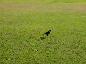 High angle view of bird on field