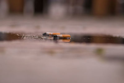 Surface level of cigarette butts on ground