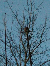 Low angle view of bird perching on bare tree against sky